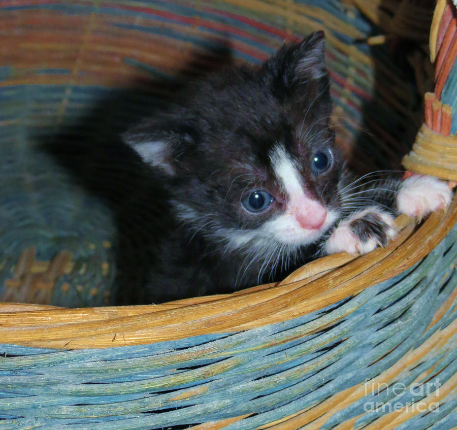 Cat Photograph - Special Basket by Art Dingo
