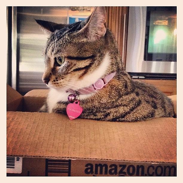 Cat Photograph - Special Delivery Package From Amazon by Dawn Rose