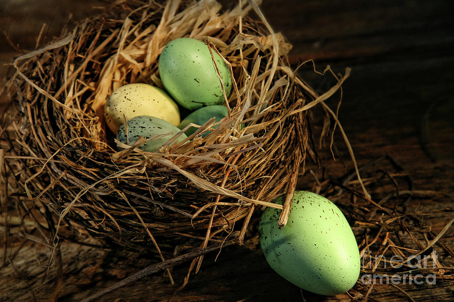 Speckled Eggs In Nest Photograph By Sandra Cunningham - Fine Art America