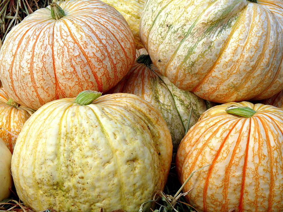 Speckled Pumpkins Photograph by Jeff Lowe