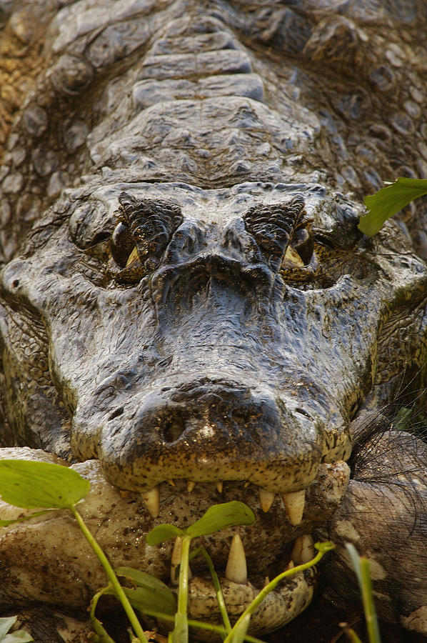 Wildlife Photograph - Spectacled Caiman Caiman Crocodilus by Pete Oxford