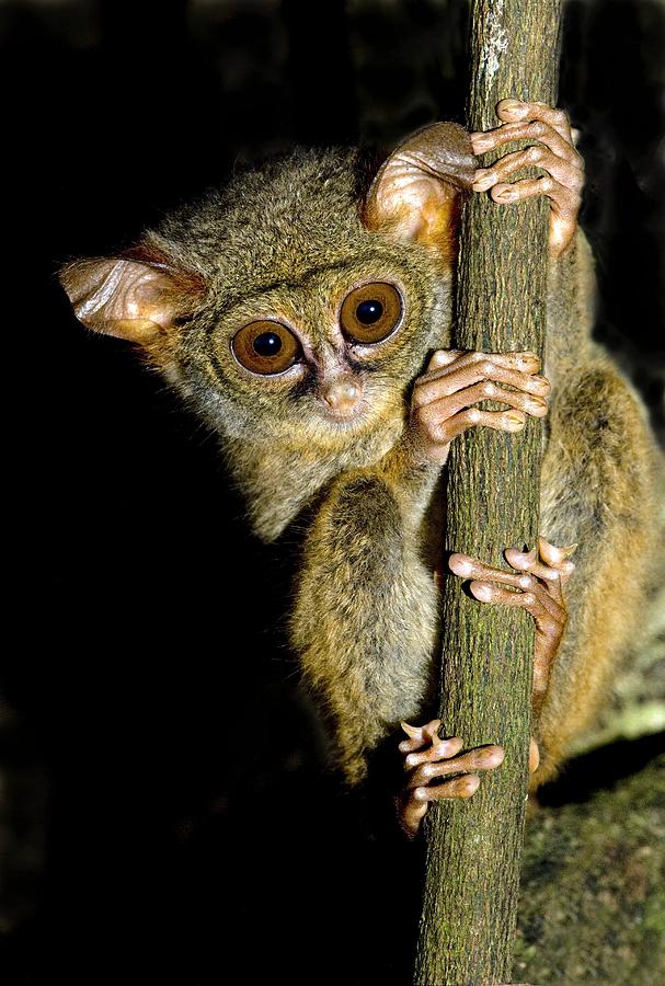 spectral tarsier