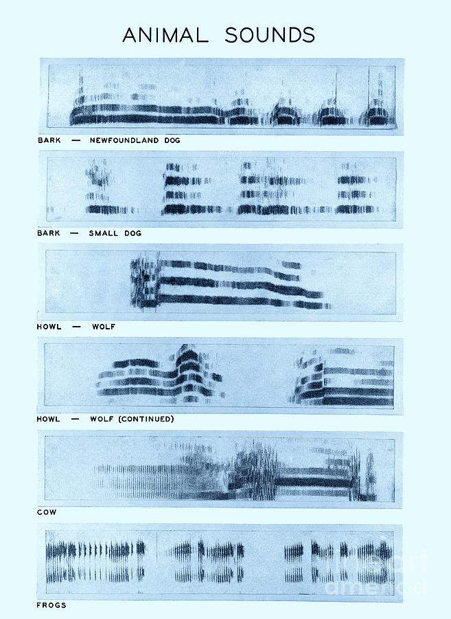 Spectrogram Of Animal Sounds Photograph by Omikron