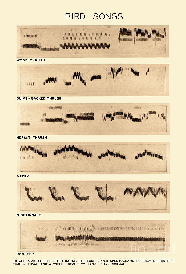 Spectrogram Of Bird Songs Photograph by Omikron