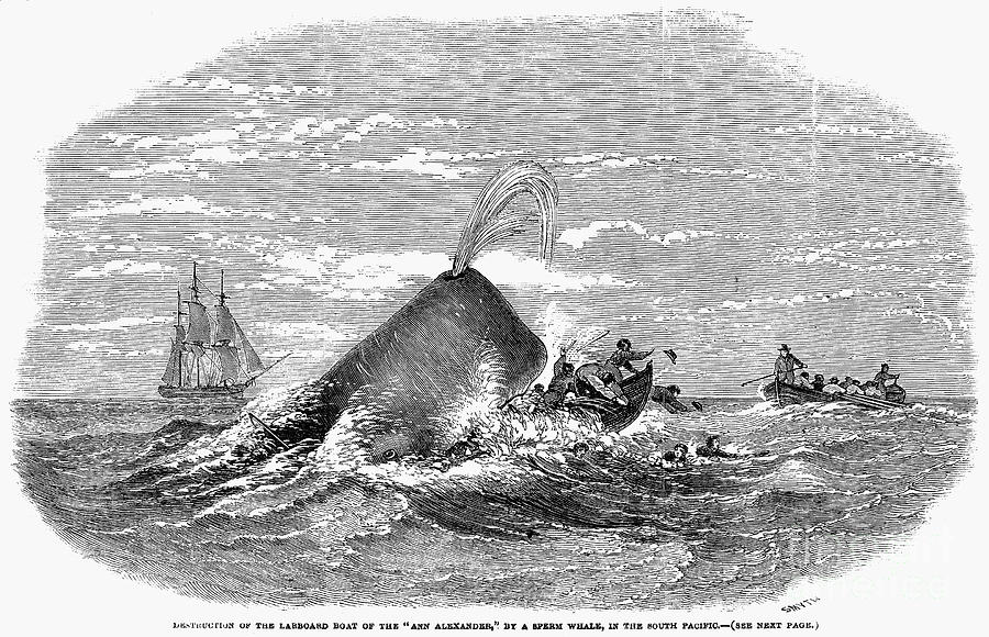 Sperm Whale Attack, 1847 Photograph by Granger