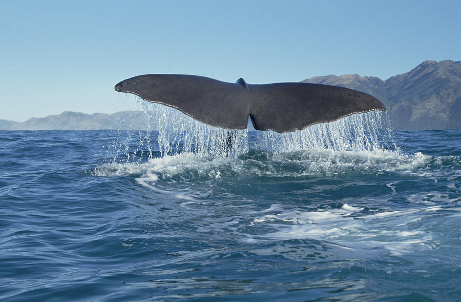 Sperm Whale Fluke Photograph by Flip Nicklin