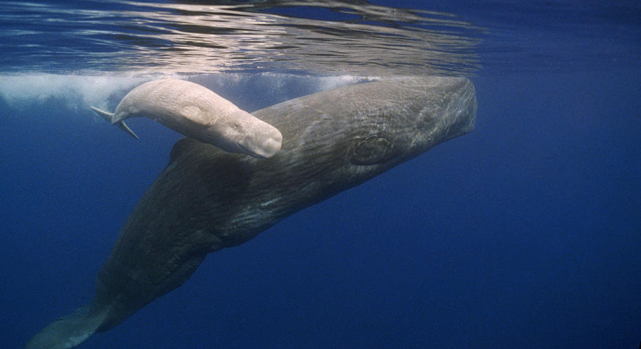 Sperm Whale Mother And White Calf Photograph by Flip Nicklin
