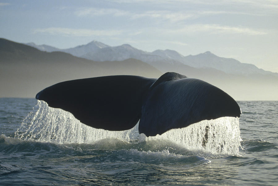 Sperm Whale Physeter Macrocephalus Photograph by Flip Nicklin