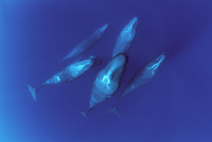 Sperm Whale Pod Dominica Photograph by Flip Nicklin