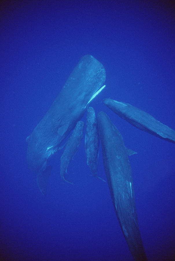 Sperm Whale Pod Socializing Dominica Photograph by Flip Nicklin