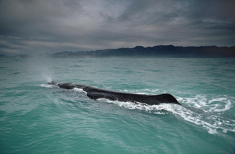 Sperm Whale Surfacing New Zealand Photograph by Flip Nicklin