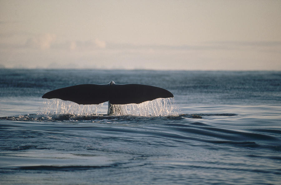 Sperm Whale Tail Sri Lanka Photograph by Flip Nicklin