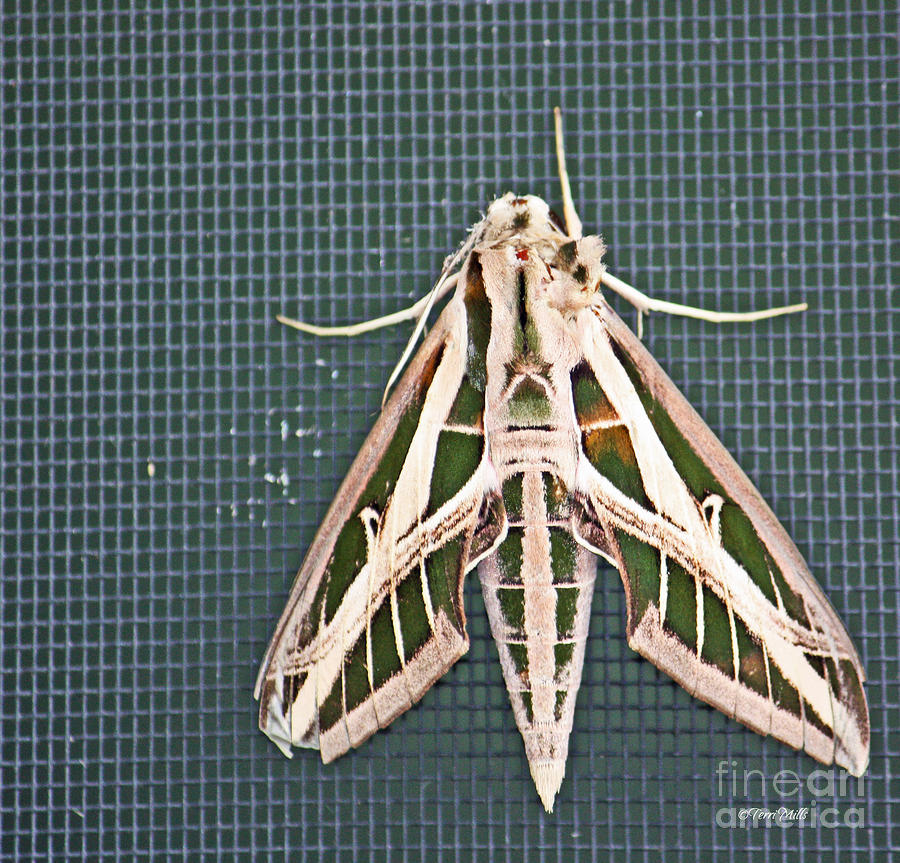 Sphinx Moth - Full Body Photograph by Terri Mills