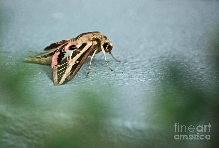 Sphinx Moth - Pink Wings Photograph by Terri Mills