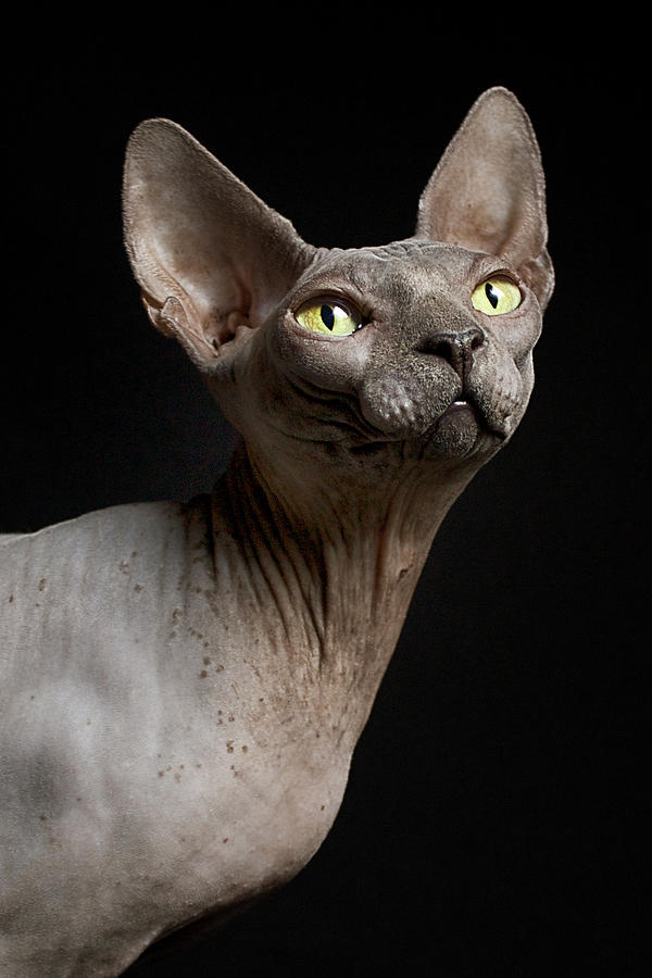 Sphynx Cat Named Pixel Photograph