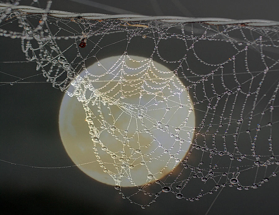 Spicderweb and Full Moon Photograph by Dorothy Cunningham
