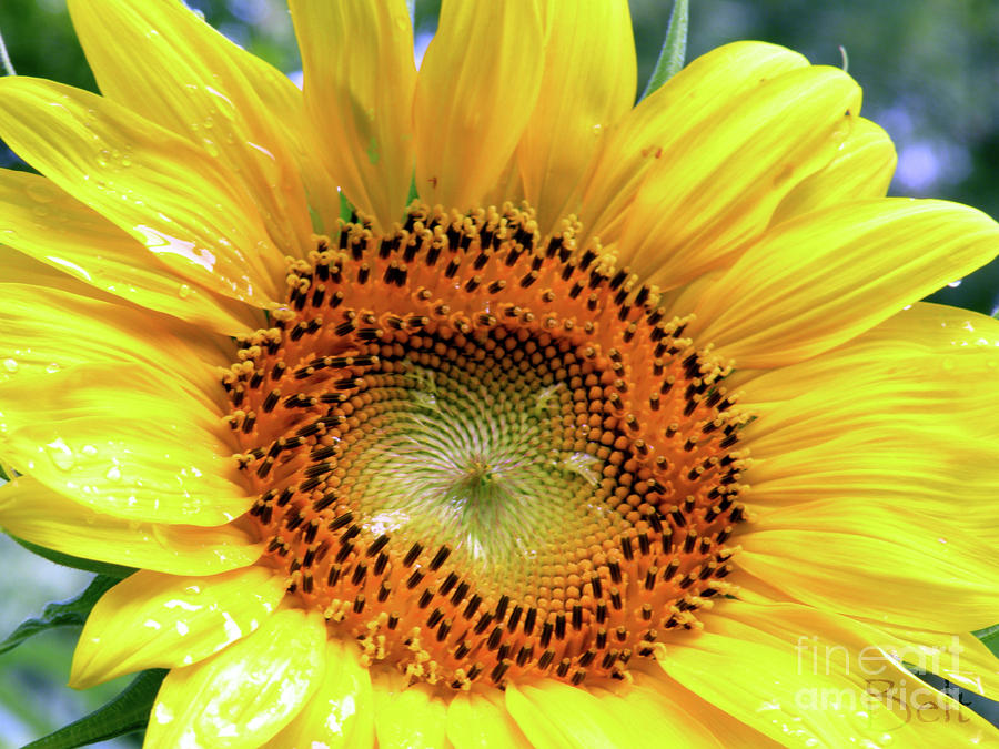 Sunflower Photograph - Spice and Vinegar by Christine Belt