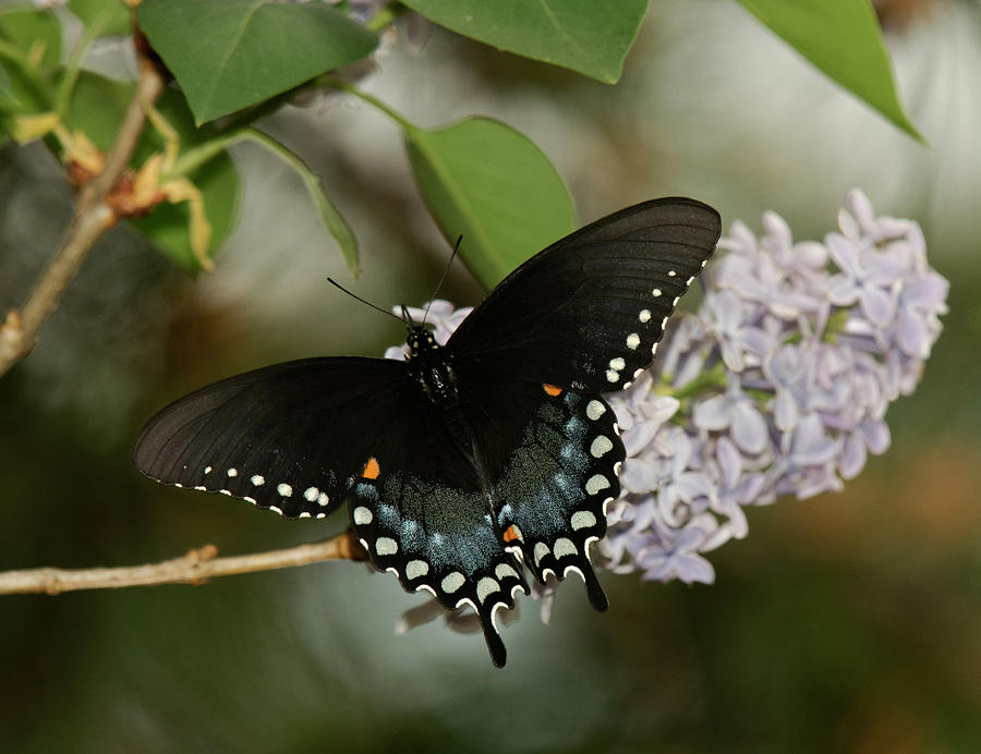 Spice Bush Swallowtail On Lilac Photograph by Lara Ellis