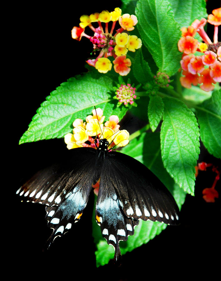 Spice Bush Swallowtail  Photograph by Skip Willits