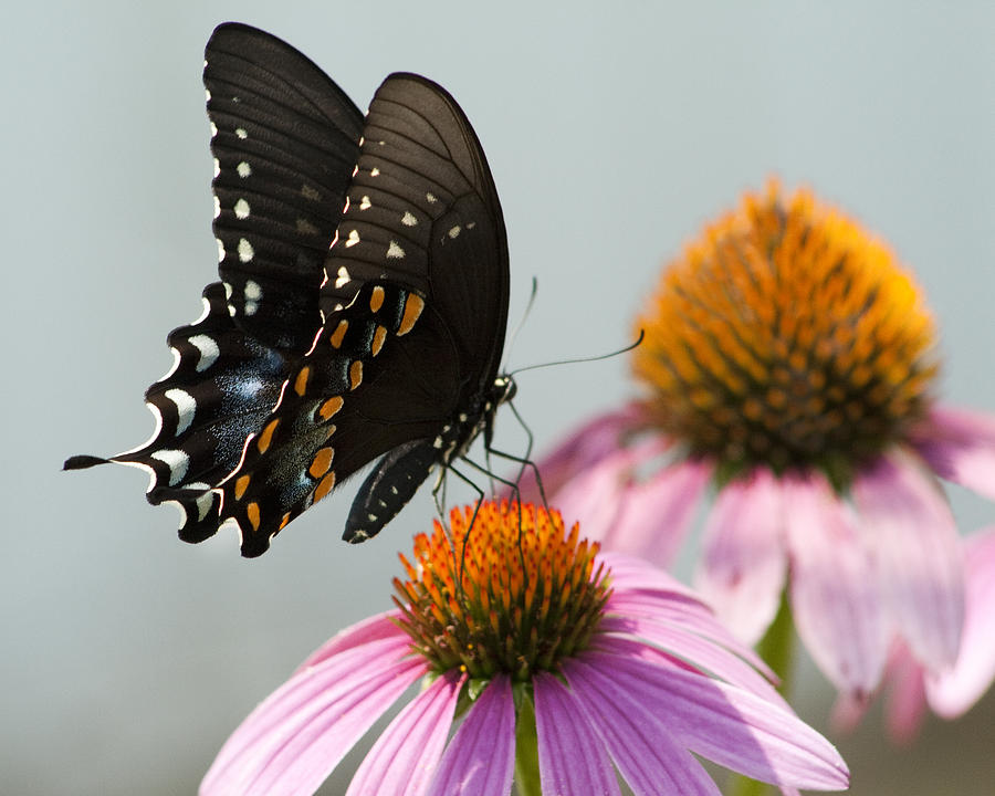 Spicebush Butterfly on Echinacea Photograph by Kathy Clark