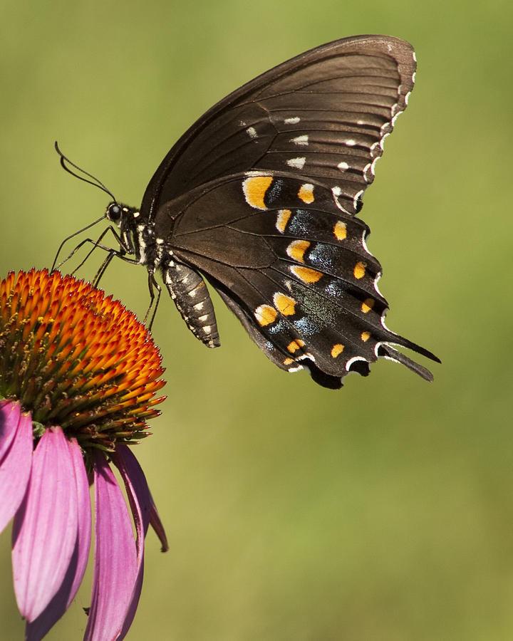 Spicebush Butterfly Swallowtail Photograph by Kathy Clark