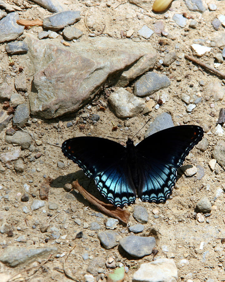 Spicebush Swallowtail 3 Photograph by George Jones
