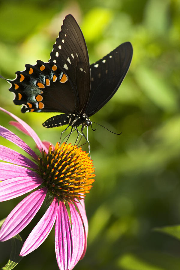 Spicebush Swallowtail Butterfly and Coneflower Photograph by Kathy Clark
