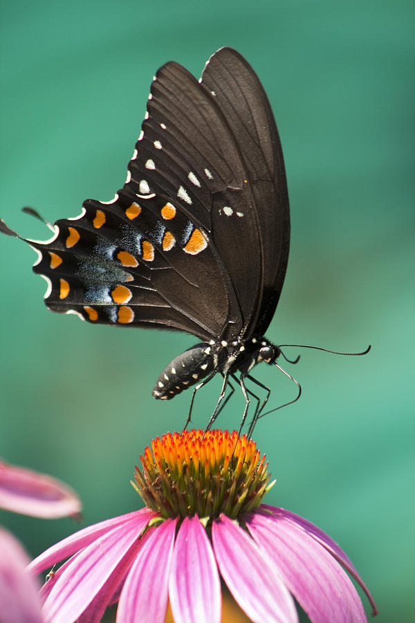 Spicebush Swallowtail Butterfly Photograph by Kathy Clark