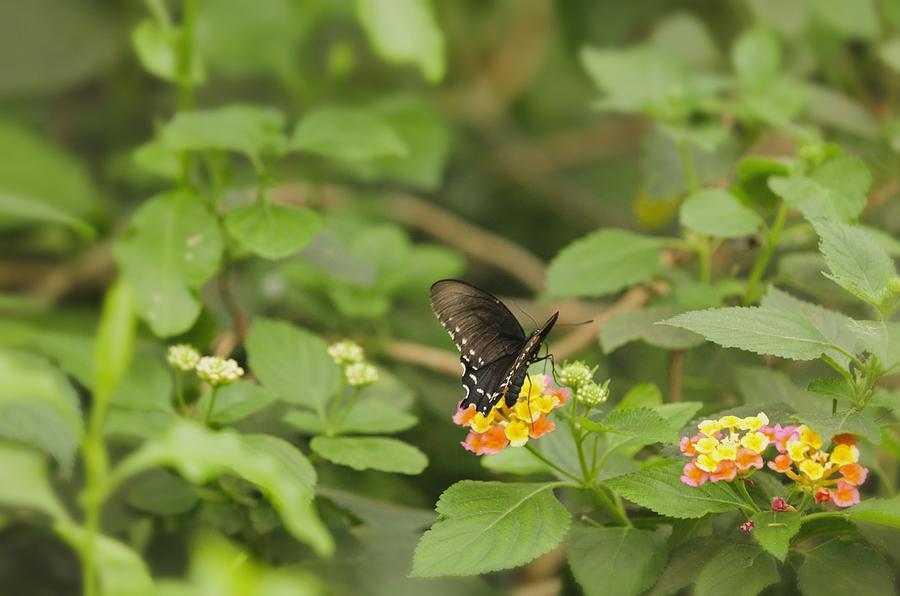 Spicebush Swallowtail Butterfly on Lantana shrub verbena Photograph by Marianne Campolongo