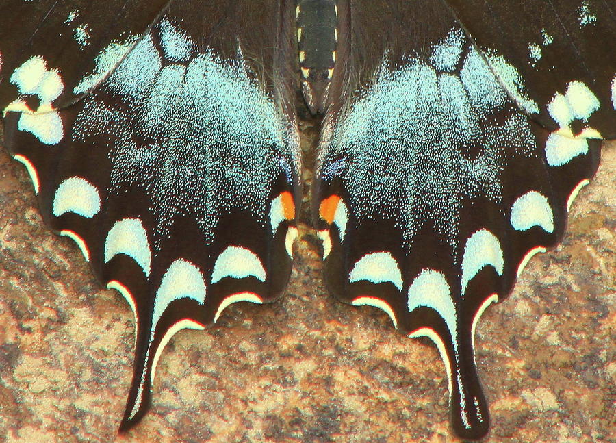 Spicebush Swallowtail Hindwing Photograph by John Burk