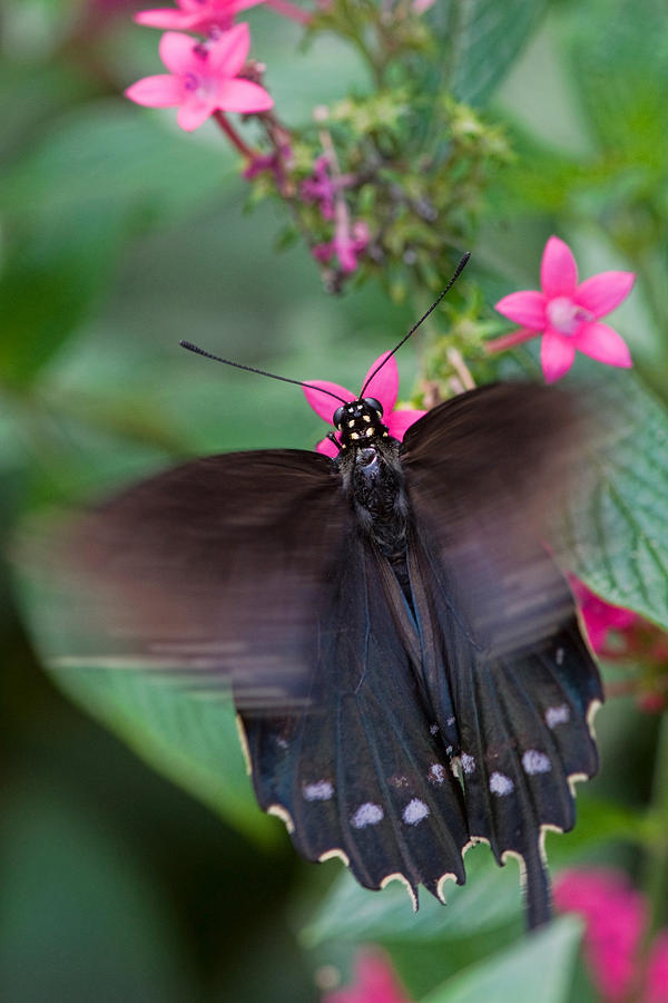 Butterfly Photograph - Spicebush Swallowtail by Joann Vitali