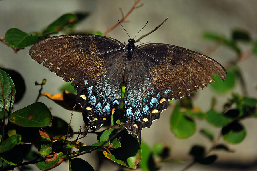 Butterfly Photograph - Spicebush Swallowtail by Skip Willits
