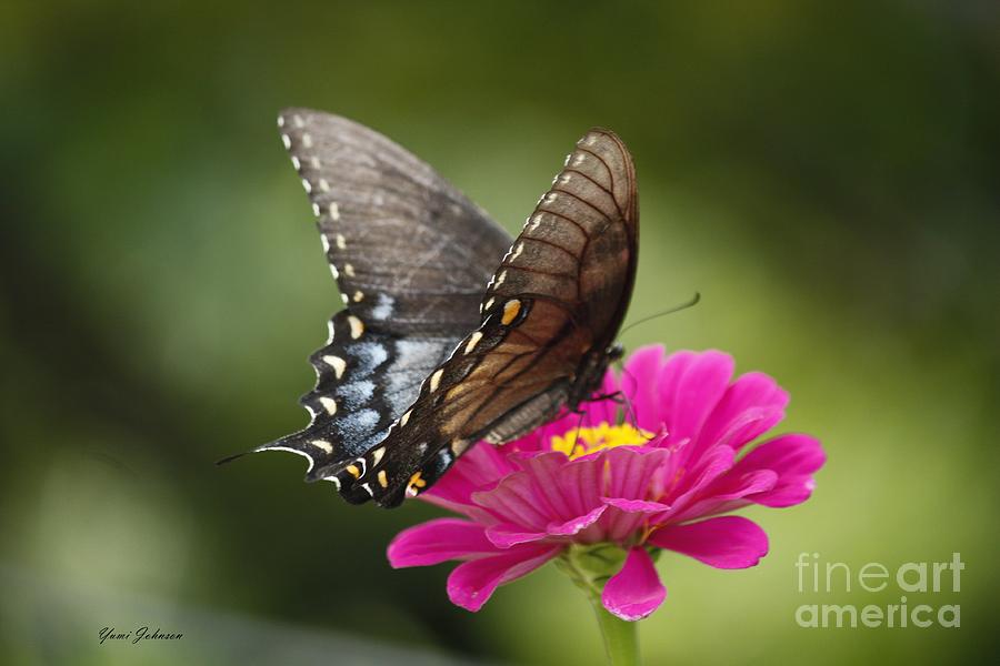 Spicebush Swallowtail Photograph by Yumi Johnson