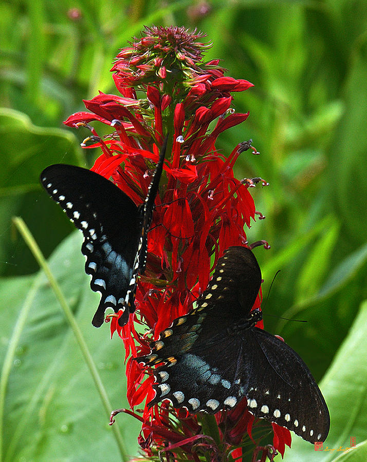 Spicebush Swallowtails Visiting Cardinal Lobelia DIN041 Photograph by Gerry Gantt