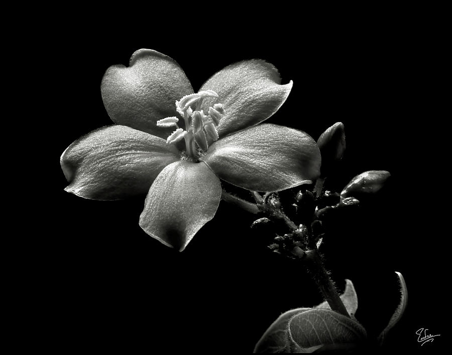 Spicy Jatropha in Black and White Photograph by Endre Balogh