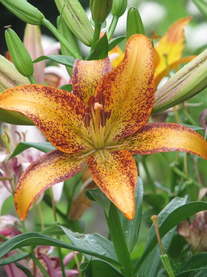 Spicy Lily Photograph by Paul Slebodnick - Fine Art America