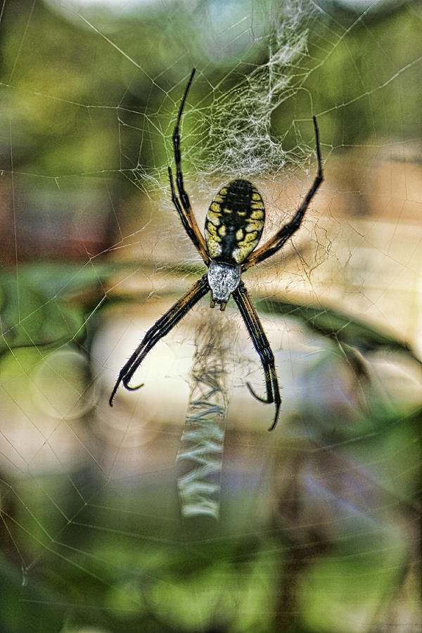 Spider Photograph by Alan Hutchins