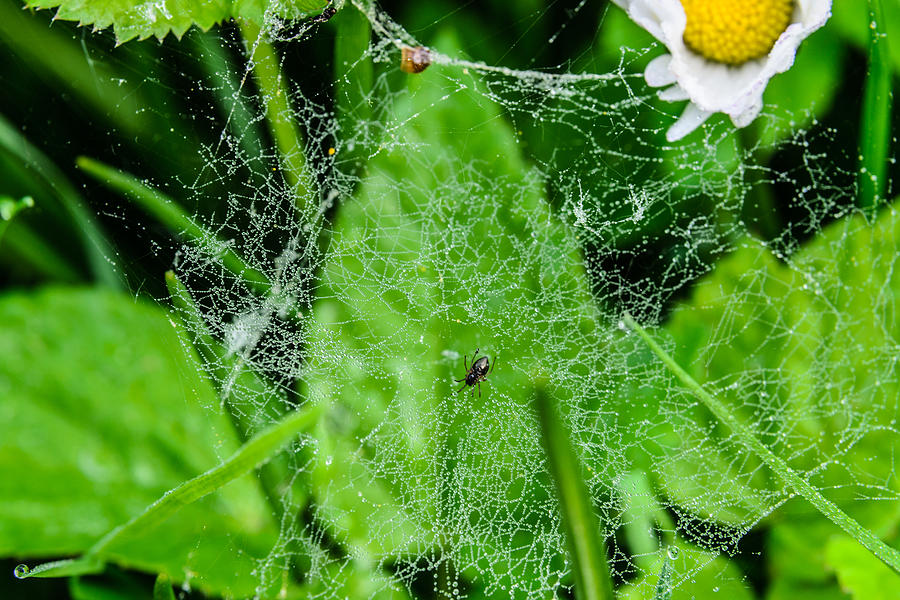 Spider And Its Web Photograph
