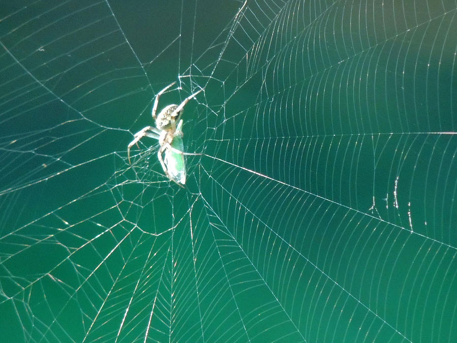 Spider and it's web Pyrography by Ramesh Chand - Fine Art America