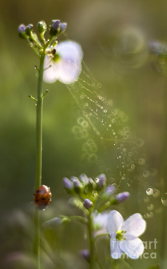 Spider And Ladybird Photograph