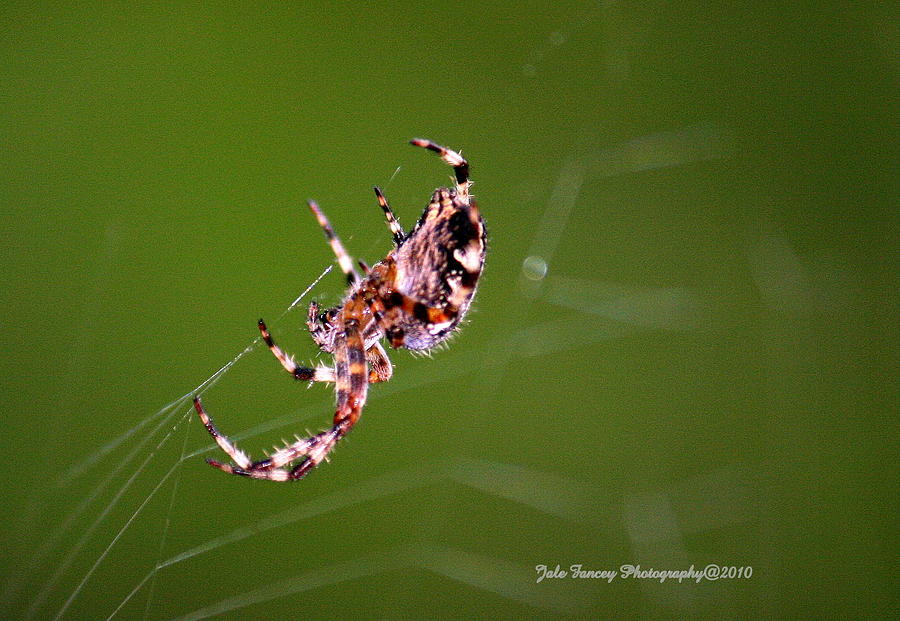 Spider and Web Photograph by Jale Fancey
