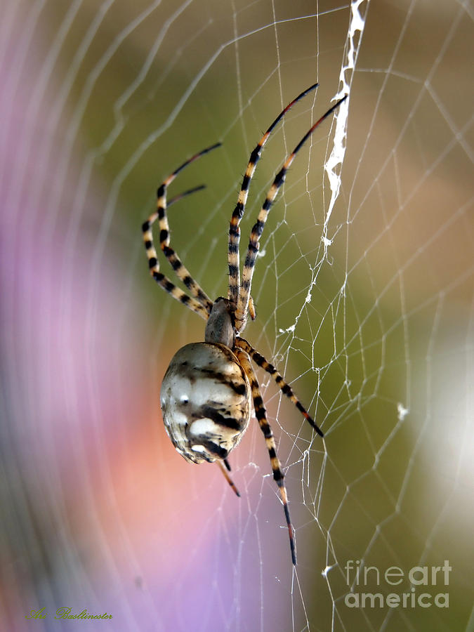 Spider  Photograph by Arik Baltinester