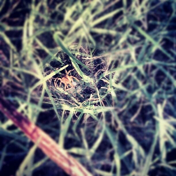 Spider Photograph - Spider At Sunset In Its Grass Web by Alien Alice