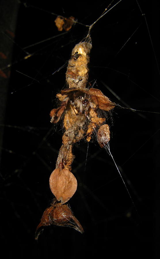 Spider Builds A Home With Leaves Photograph by John King I I I