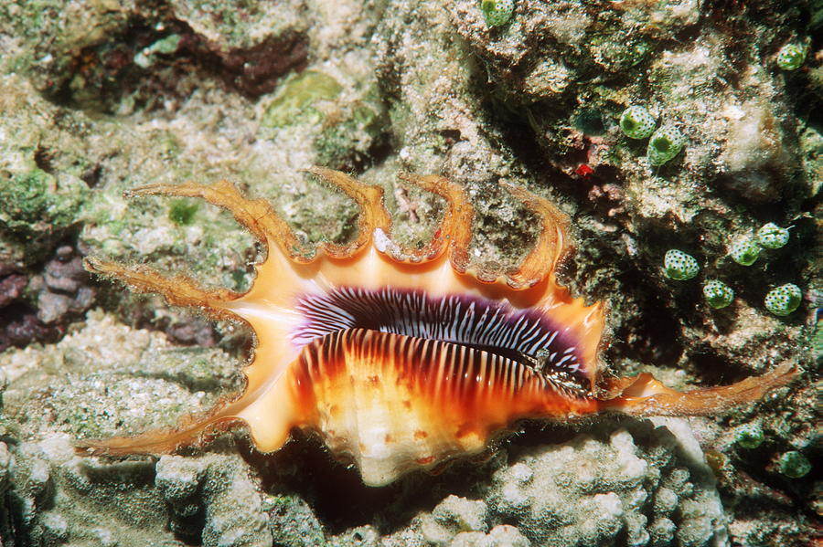 Spider Conch Photograph by Georgette Douwma - Pixels