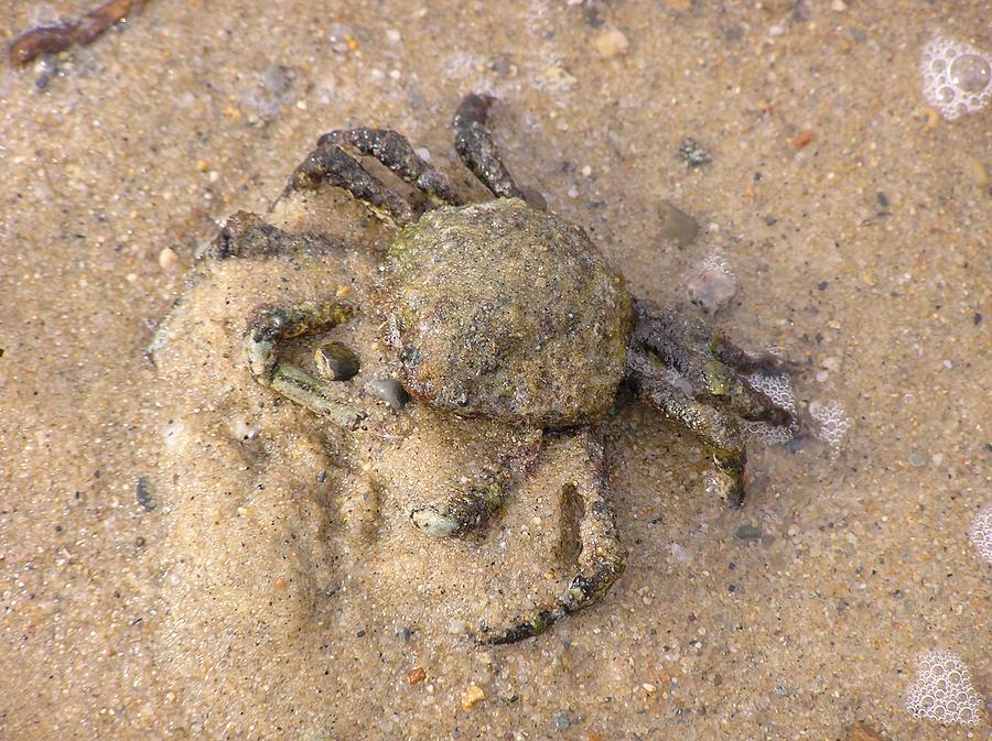 Spider Crab Photograph by Sven Migot