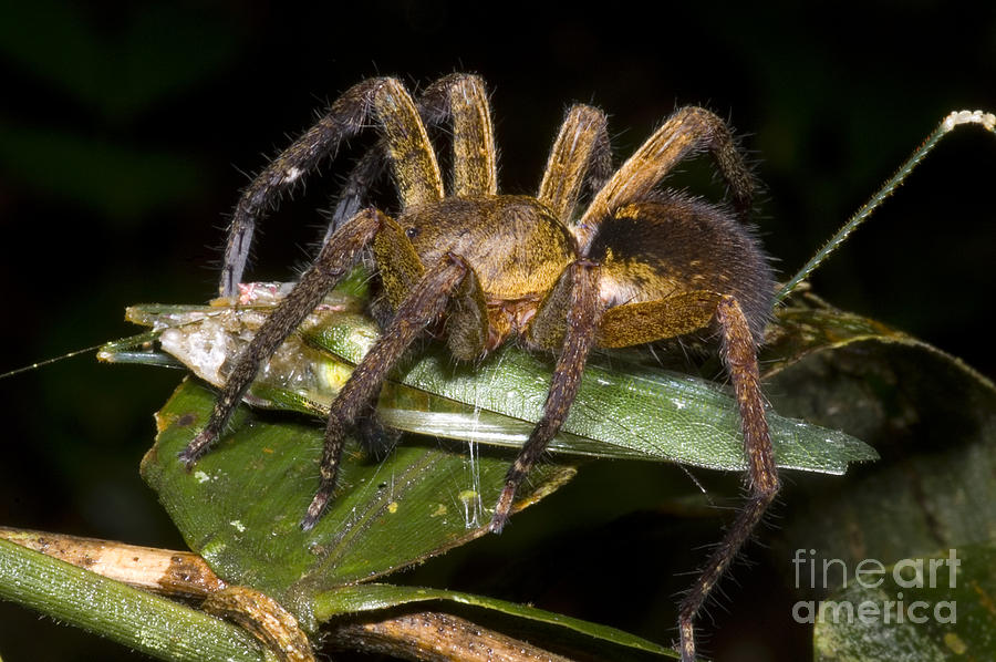 Spider Feeding On A Katydid Photograph by Dante Fenolio