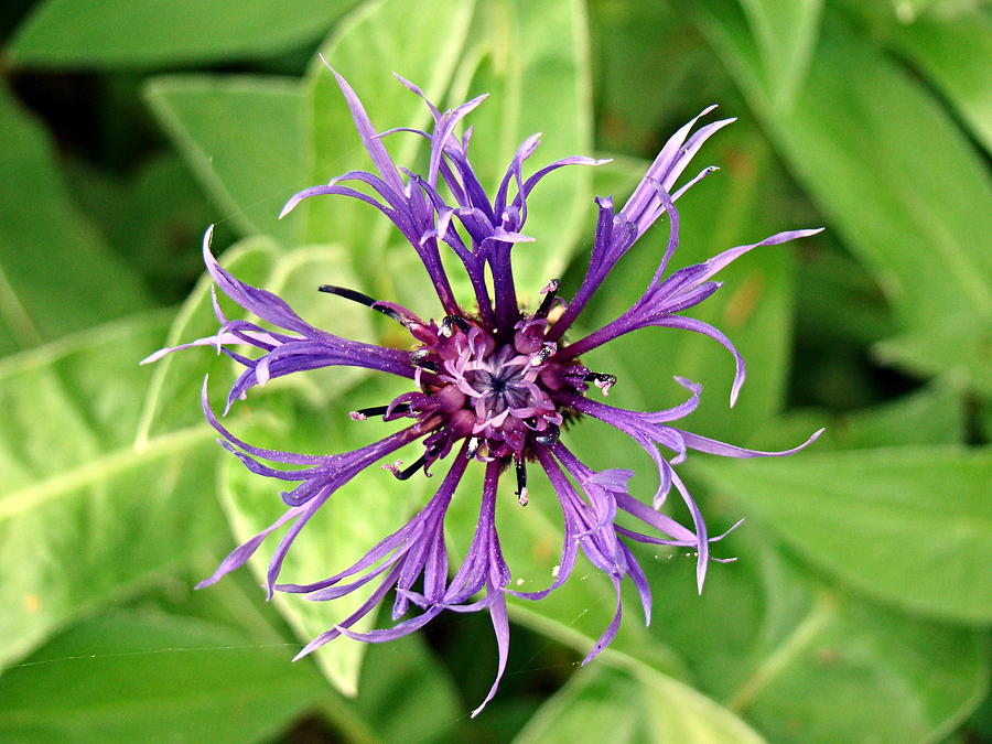 Spider Flower Photograph by Nick Kloepping