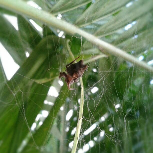 Animal Photograph - #spider #fotodroid #nature #naturaleza by Jimmy Rock