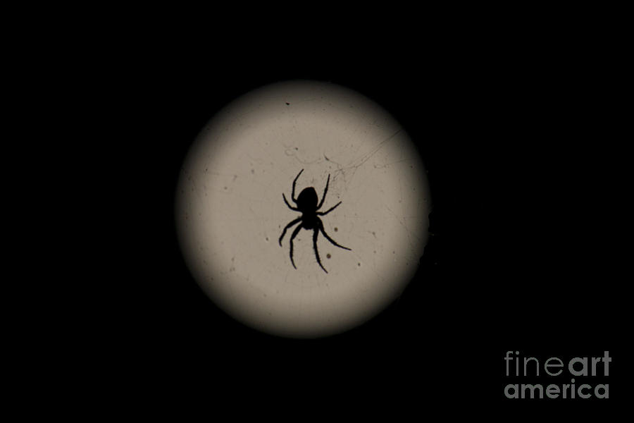 Spider in Front of Moon Photograph by Donna L Munro